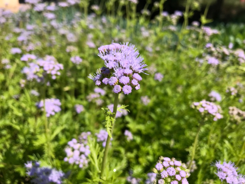 Purple Texan flowers